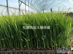 松熹農(nóng)業(yè)大棚采暖